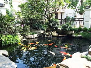 son chong tham ho ca lua chon tot nhat cho ho nuoi ca koi 6518e3a0a1b5a